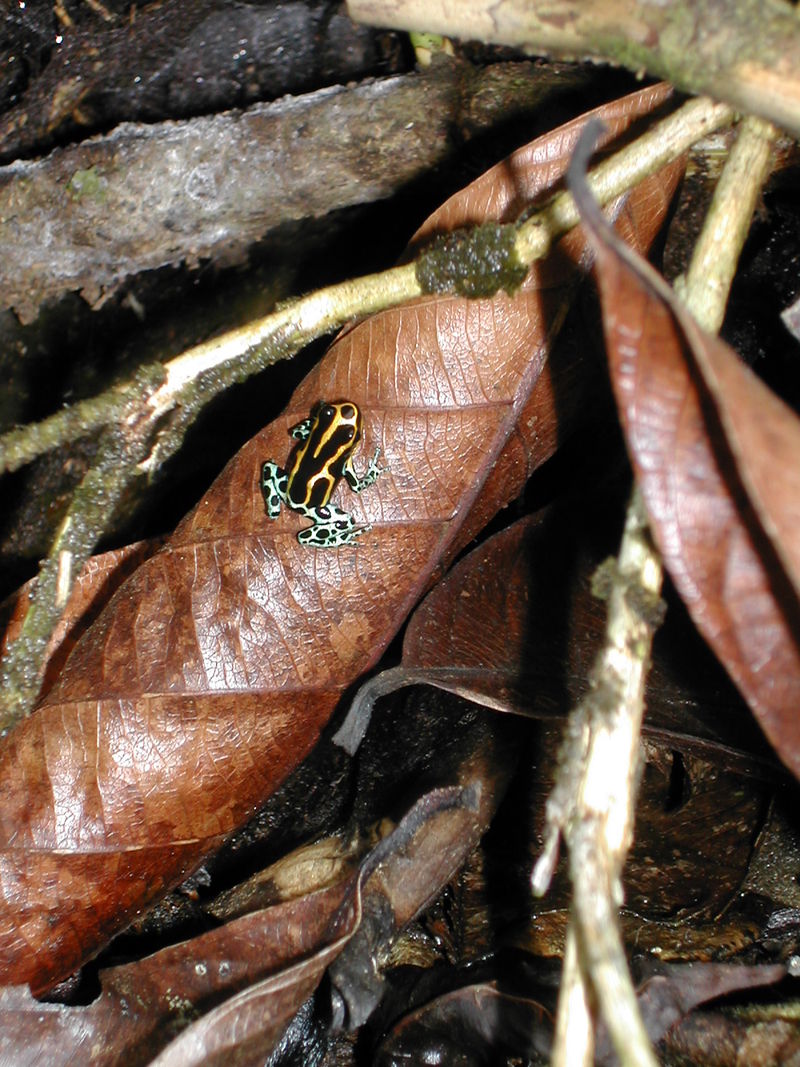 Dendrobate complaisant Photo FK