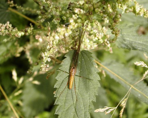 Araignée longue