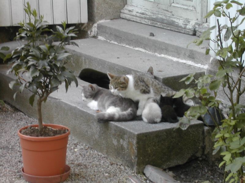 Chats maison3