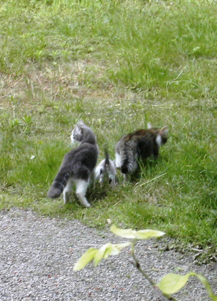 Chats hérissés