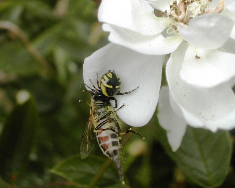 Araignée et diptère