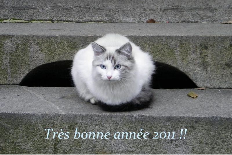 Bonne année 2011